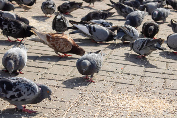 istock Pigeons eating grain on the sidewalk closeup 2017532433