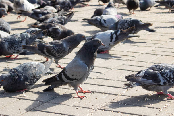 istock Pigeons eating grain on the sidewalk closeup 2017532446