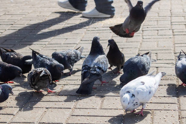 istock Pigeons eating grain on the sidewalk closeup 2017533528