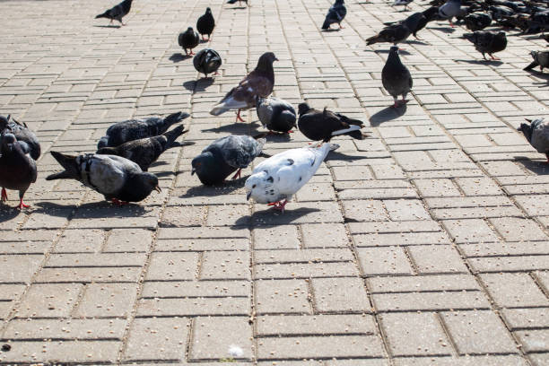 istock Pigeons eating grain on the sidewalk closeup 2017534568
