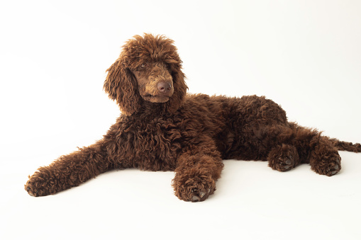 Brown poodle, studio shot, white background.