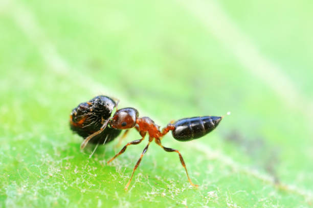 istock Ants in the wild, North China 2017540302