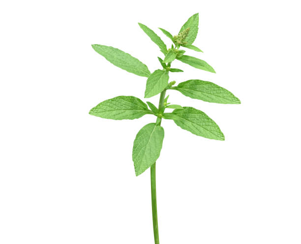 istock Salvia plebeia or Shilajita 2017542890
