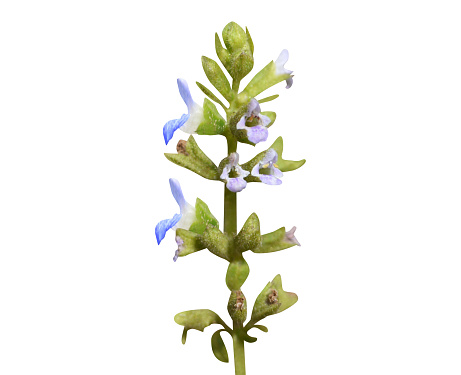 Salvia plebeia or Shilajita is an annual or biennial herb that is used in traditional medicine
