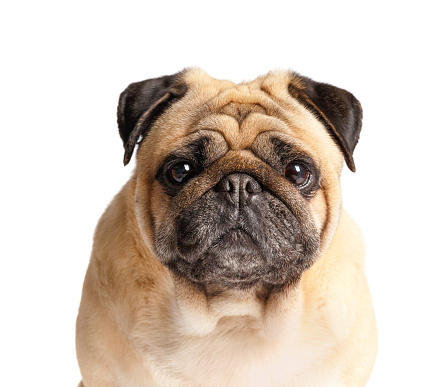 Studio portrait of a cute, tan coloured grumpy Pug who is looking forlornly out of the picture pulling a sad face Photographed against a perfect white background. Colour, horizontal with lots copy space.