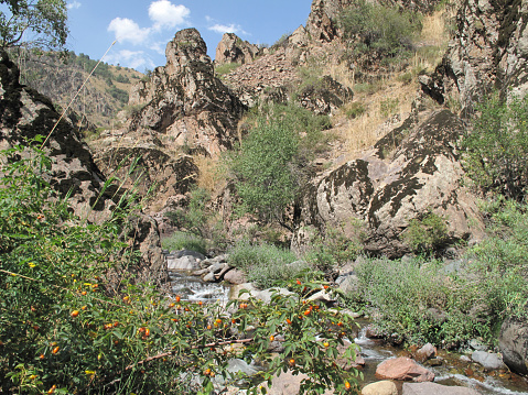 dogrose matured near the Kyzylsai River in the mountains of Uzbekistan