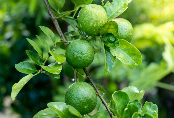 istock fresh green Lemons, Fresh vegetable lime on the branch. 2017559905