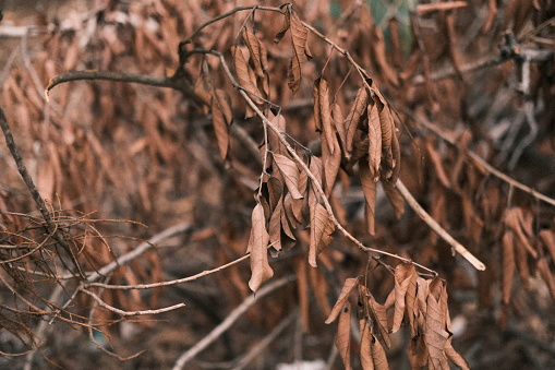 Dry Leaves from Rambutans Tree