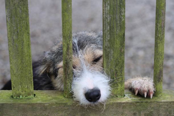 istock Dog waiting at a gate for its owner 2017568901