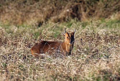 Reeve's Muntjac (Muntiacus reevesi) immature male standing in rank grass\n\nEccles-on-Sea, Norfolk, UK.             January