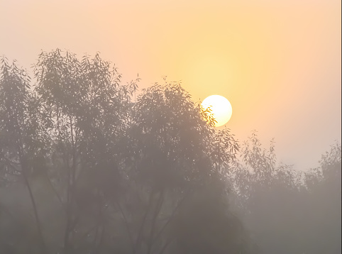 The rising sun on an early foggy autumn morning.