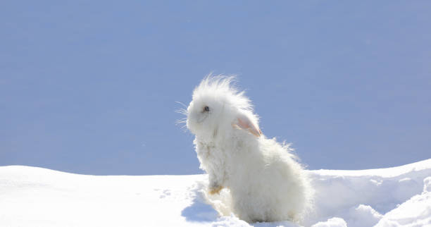 istock small funny white rabbit in the snow 2017573050