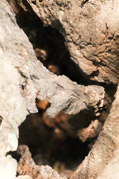hollow tree - tree hole bark brown fotografías e imágenes de stock