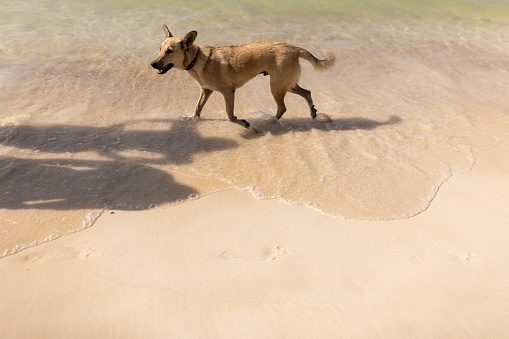 Cute mixed breed dog walking on the beach by the sea in Thailand.