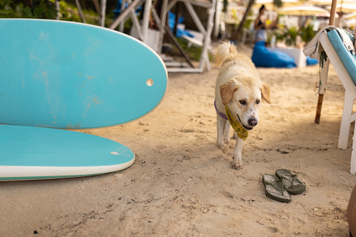 Cute dog walking on the beach in Thailand.