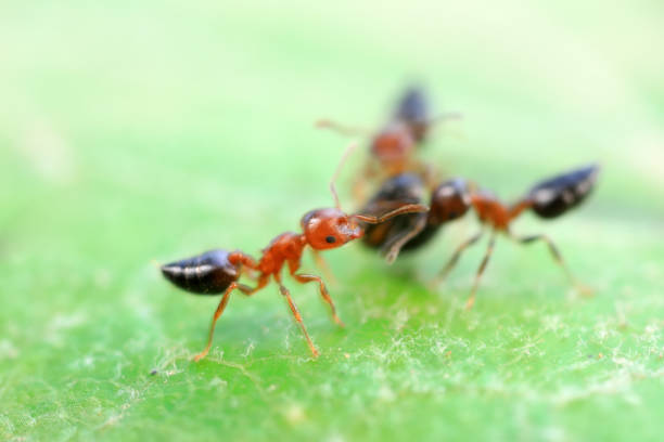 Ants in the wild, North China