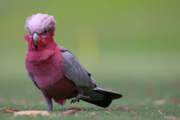 Pink and grey Galah (cockatoo) walking directly towards the camera, while the wind is ruffling its feathers. There is plenty of negative space on the photo with a green background.