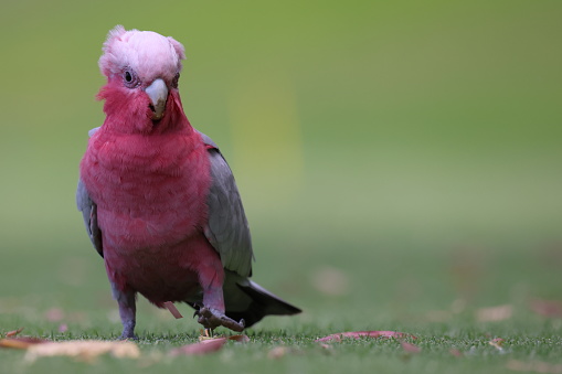 Pink and grey Galah (cockatoo) walking directly towards the camera, while the wind is ruffling its feathers. There is plenty of negative space on the photo with a green background.