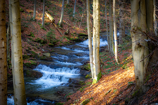 Stream in forest in Beskid Mountains in early Spring near village Szczawnik, Poland