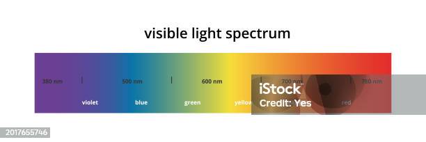 Human Vision Color Spectrum Table Visible Light Spectrum Infographic Gradient Diagram Electromagnetic ...