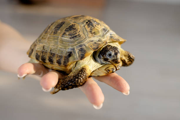 Hermann's tortoise, Portrait of a turtle