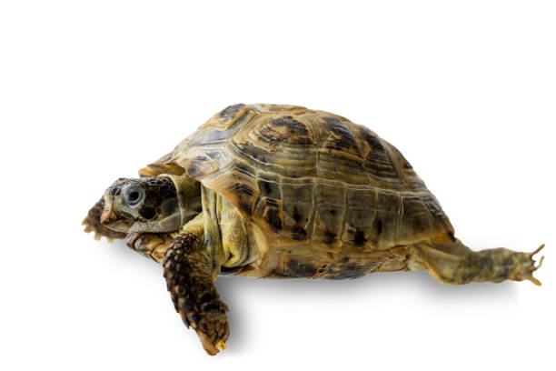 istock Land turtle close-up isolated on a white background 2017664758