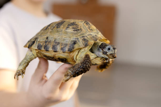 istock A pet land turtle on a boy's fingers at home 2017666343