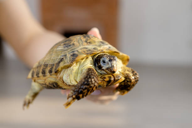 istock A pet land turtle on a child's arm 2017666344