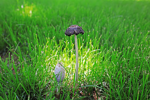 The small mushrooms in the grass are in the wild, North China