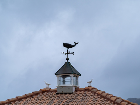 Whale shaped wind vane