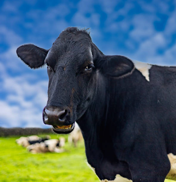 Une vache noire et blanche allongée dans l’herbe, à Douillet Le Joly, en Sarthe, en France