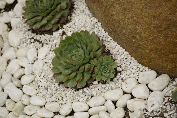 istock Close-up of Echeveria tree 2017677008