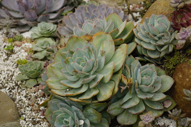 istock Close-up of Echeveria tree 2017677520