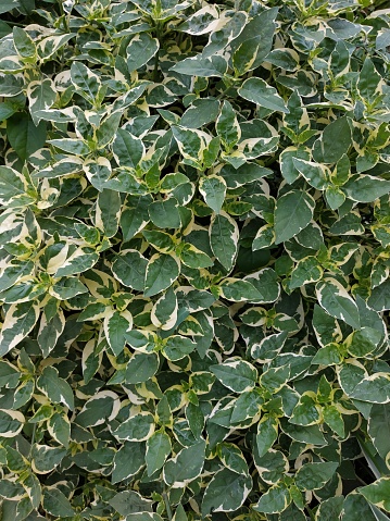 Variegated Leaves of Asystasia gangetica, Chinese Lilac, Plant as Natural Pattern Background stock photo
 Natural, Gardened, Textured, Botanical, Floral