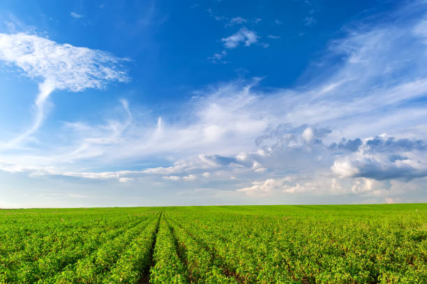istock An agro-industrial green field against a blue sky with beautiful clouds. 2017685546