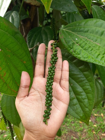 Natural raw black pepper in home garden, On hand, healthy and organic spicies.