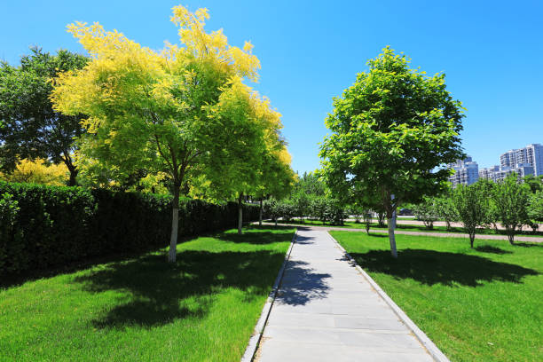 istock Urban greening landscape, North China 2017693417