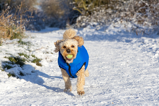 A Cavapoo enjoying the snow at Oughton Head Nature Reserve in Hitchin