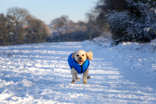 A Cavapoo enjoying the snow at Oughton Head Nature Reserve in Hitchin