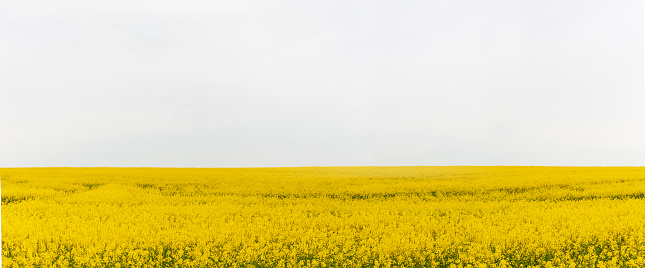 Rape field in bloom against a white background