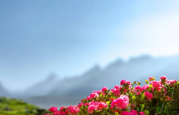 Photo of Alpine roses with mountains in the background