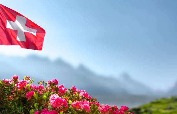 Swiss flag with alpine roses and mountain
