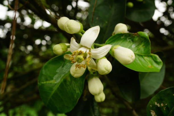 istock Close-up of grapefruit flowers blooming on the tree - Pomelo 2017737542