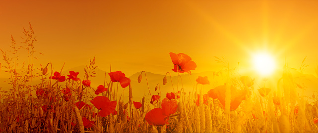 Poppies at sunset against the horizon