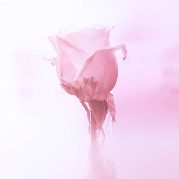 Flower and petals of a pink rose close-up