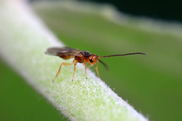 istock Bee insects in the wild, North China 2017755589