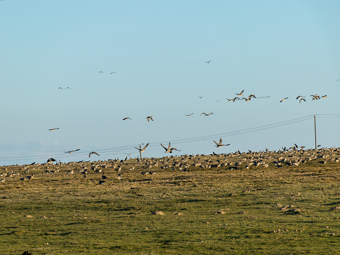 a flock of geese eating in the field, a large flock of geese flies over the field