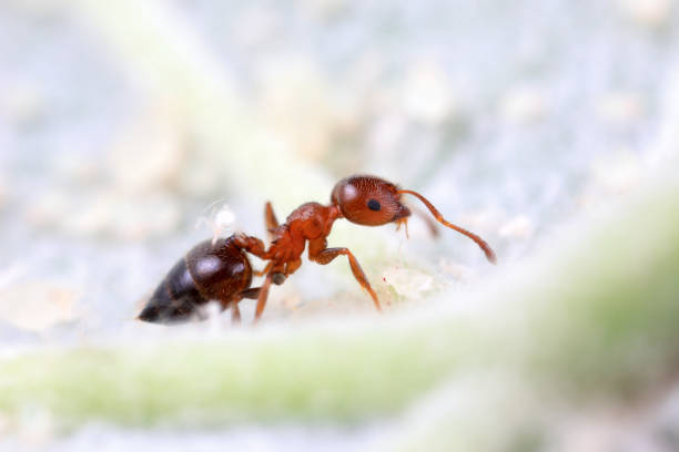 Ants in the wild, North China