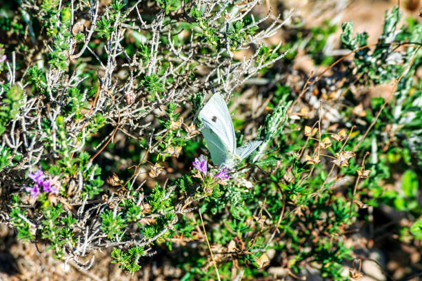 A small white butterfly with black spots perched on a flower. Penteli, Greece.