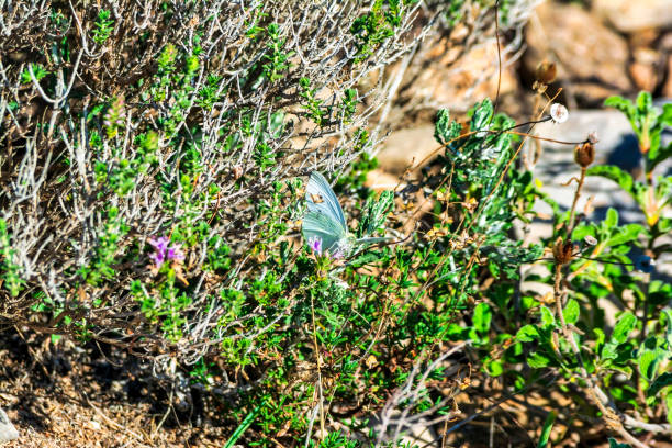 A small white butterfly with black spots perched on a flower. Penteli, Greece.